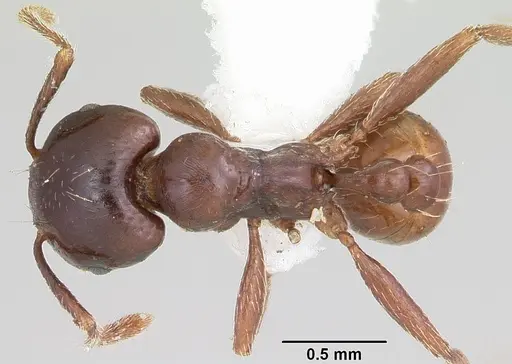 Tetramorium globulinode specimen