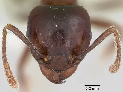Tetramorium globulinode specimen