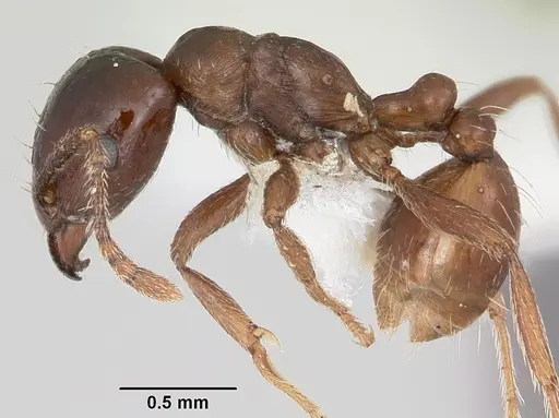 Tetramorium globulinode specimen