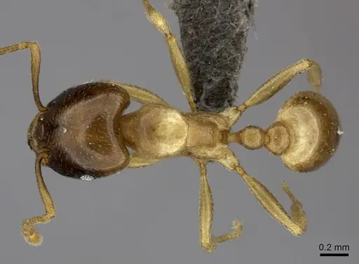 Tetramorium globulinode - CASENT0235998
