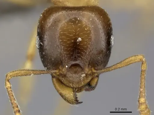 Tetramorium globulinode - CASENT0235998