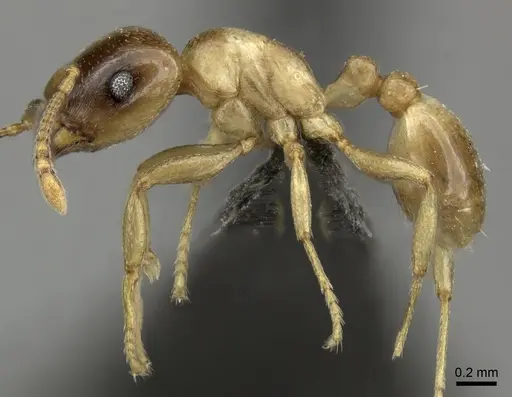 Tetramorium globulinode - CASENT0235998