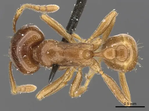Tetramorium globulinode - CASENT0901025