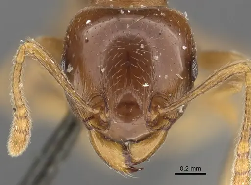 Tetramorium globulinode - CASENT0901025