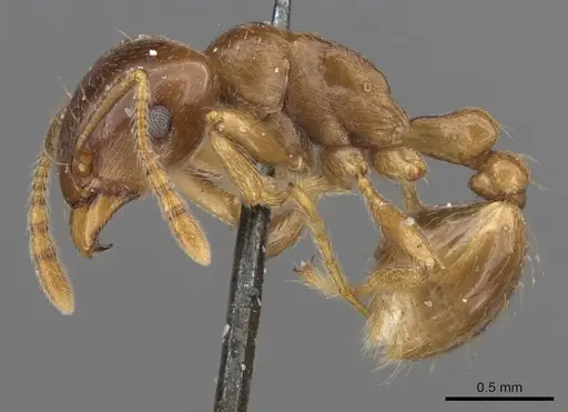 Tetramorium globulinode - CASENT0901025