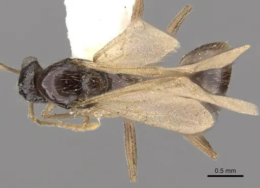 Tetramorium globulinode - CASENT0901029