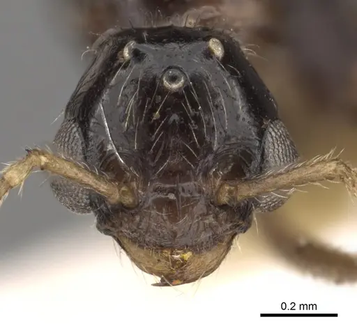 Tetramorium globulinode - CASENT0901029