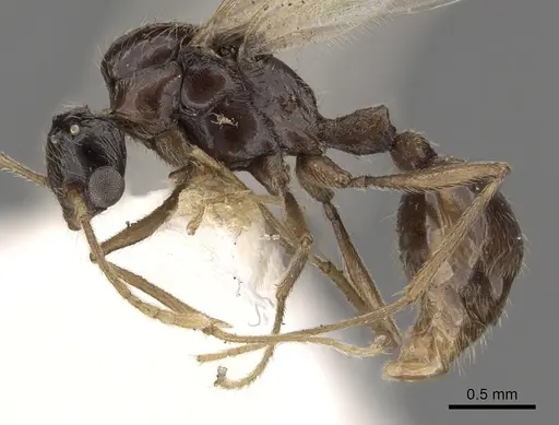 Tetramorium globulinode - CASENT0901029