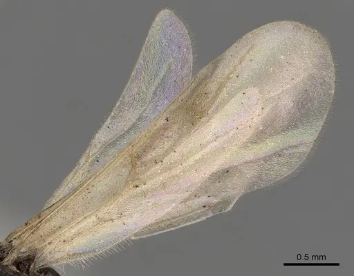 Tetramorium globulinode - CASENT0901029