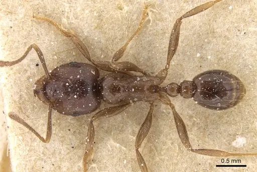 Tetramorium globulinode - CASENT0906143