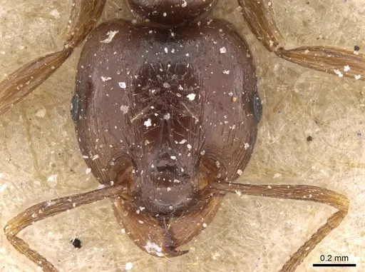 Tetramorium globulinode - CASENT0906143