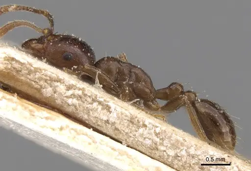 Tetramorium globulinode - CASENT0906143