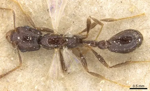 Tetramorium globulinode - CASENT0906144