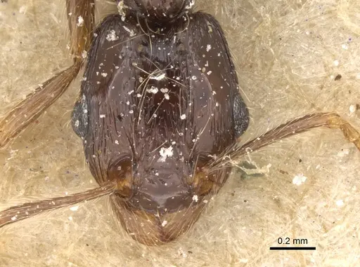 Tetramorium globulinode - CASENT0906144