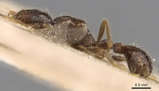 Tetramorium globulinode - CASENT0906144