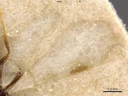 Tetramorium globulinode - CASENT0906144