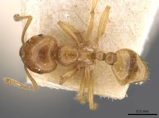 Tetramorium globulinode - CASENT0909198