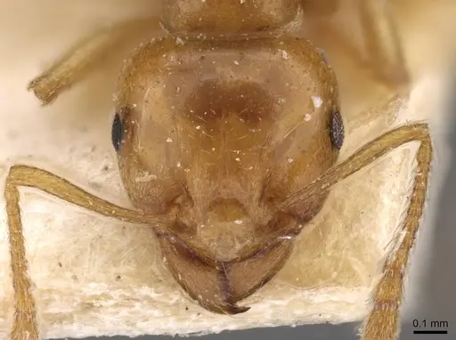 Tetramorium globulinode - CASENT0909198