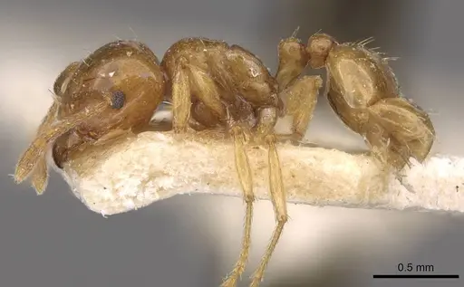 Tetramorium globulinode - CASENT0909198
