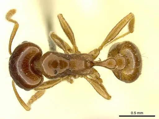 Tetramorium globulinode - CASENT0916085