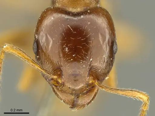 Tetramorium globulinode - CASENT0916085