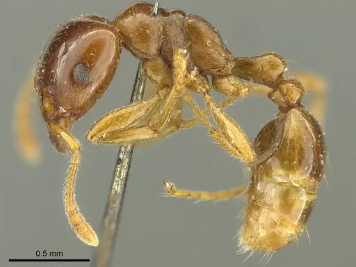 Tetramorium globulinode - CASENT0916085