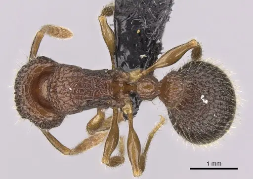 Tetramorium gollum specimen