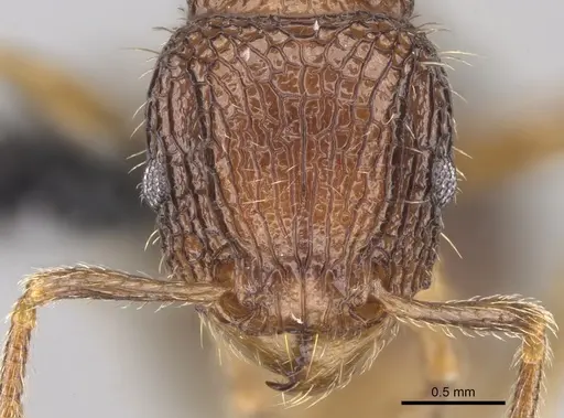 Tetramorium gollum specimen