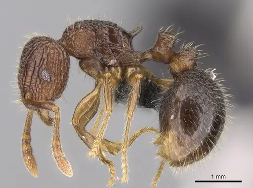 Tetramorium gollum specimen