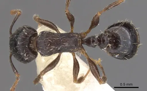 Tetramorium goniommoide specimen