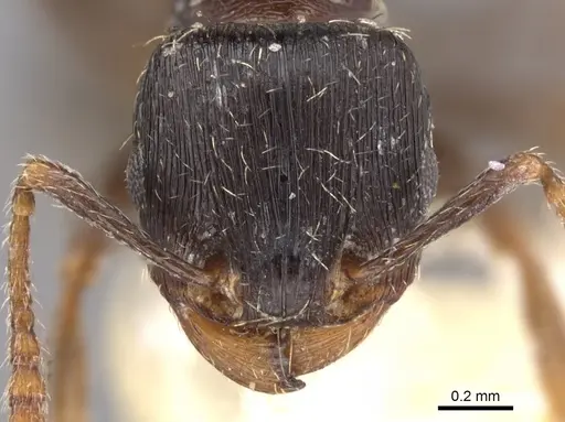 Tetramorium goniommoide specimen
