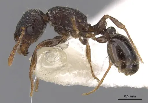 Tetramorium goniommoide specimen