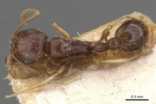 Tetramorium gracile specimen