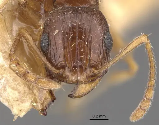 Tetramorium gracile specimen