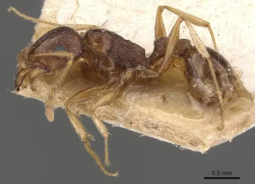 Tetramorium gracile specimen