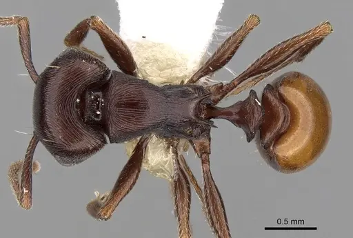 Tetramorium grandinode specimen