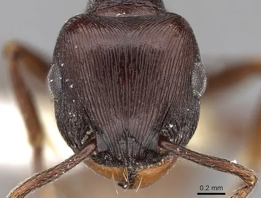 Tetramorium grandinode specimen