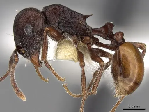 Tetramorium grandinode specimen