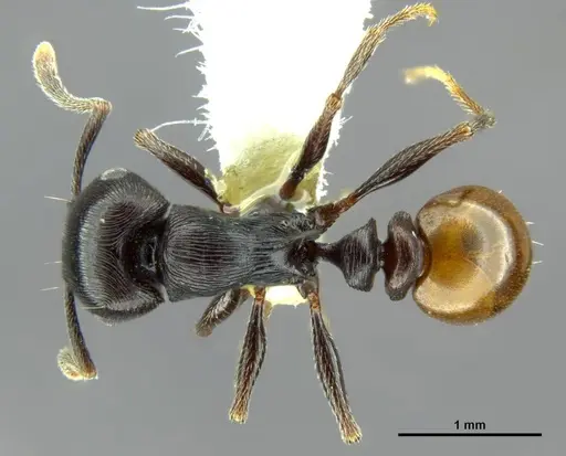Tetramorium grandinode - CASENT0764655