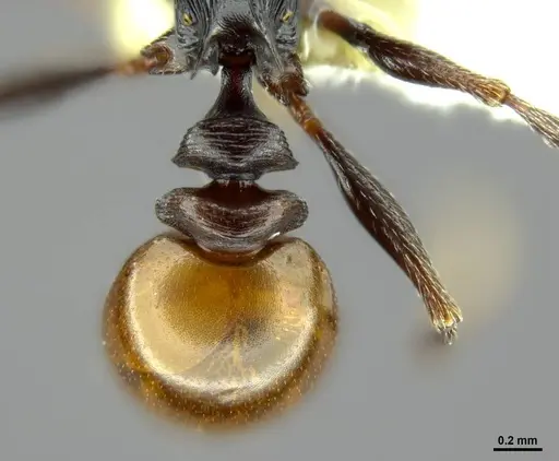 Tetramorium grandinode - CASENT0764655