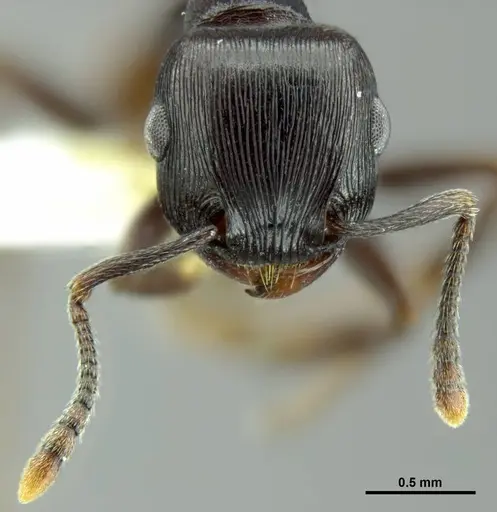 Tetramorium grandinode - CASENT0764655