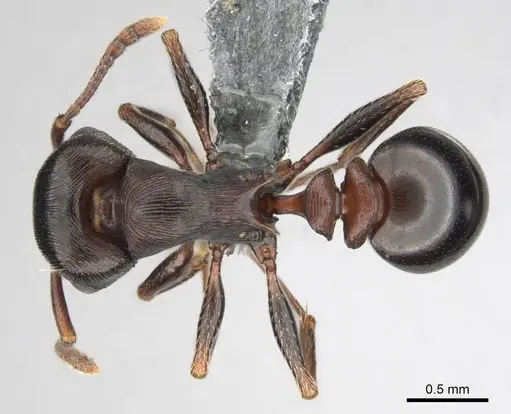 Tetramorium grandinode - CASENT0813930