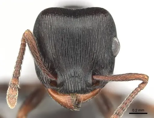 Tetramorium grandinode - CASENT0813930