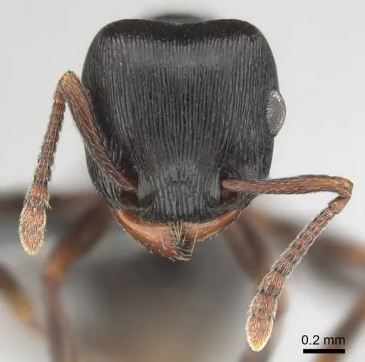 Tetramorium grandinode - CASENT0813930