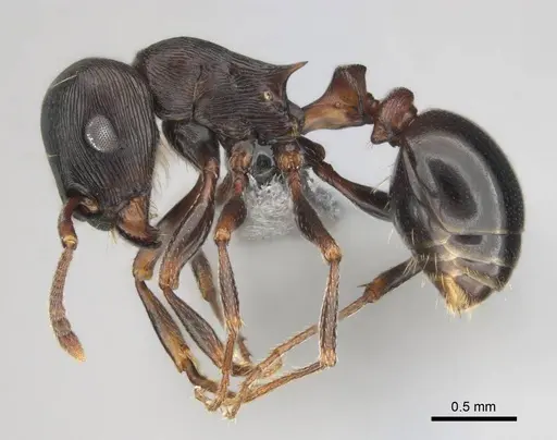 Tetramorium grandinode - CASENT0813930