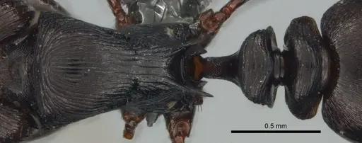 Tetramorium grandinode - CASENT0818846
