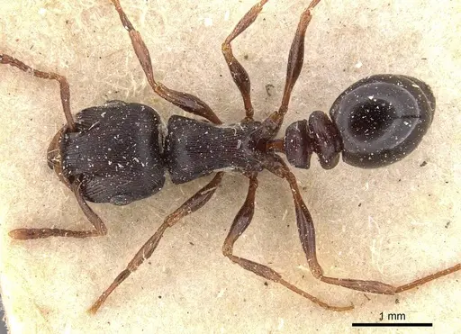 Tetramorium grandinode - CASENT0909135