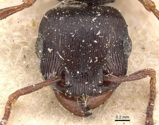 Tetramorium grandinode - CASENT0909135