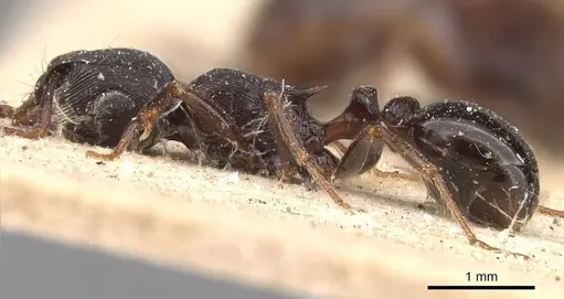 Tetramorium grandinode - CASENT0909135