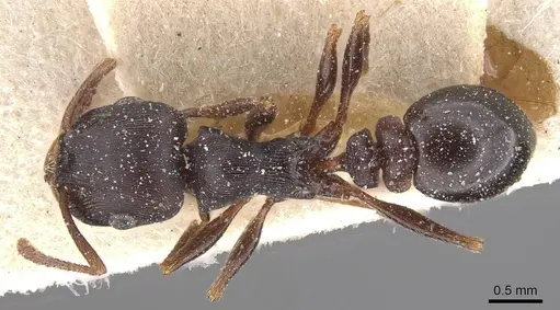 Tetramorium grandinode - CASENT0915017
